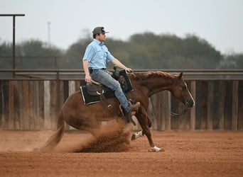 American Quarter Horse, Wallach, 3 Jahre, 150 cm, Rotfuchs