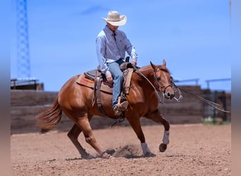 American Quarter Horse, Wallach, 3 Jahre, 150 cm, Rotfuchs