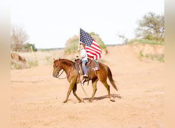 American Quarter Horse, Wallach, 3 Jahre, 150 cm, Rotfuchs