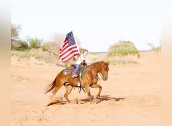 American Quarter Horse, Wallach, 3 Jahre, 150 cm, Rotfuchs