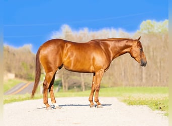 American Quarter Horse, Wallach, 3 Jahre, 150 cm, Rotfuchs