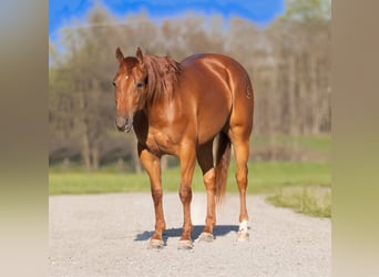 American Quarter Horse, Wallach, 3 Jahre, 150 cm, Rotfuchs