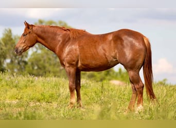 American Quarter Horse, Wallach, 3 Jahre, 150 cm, Rotfuchs