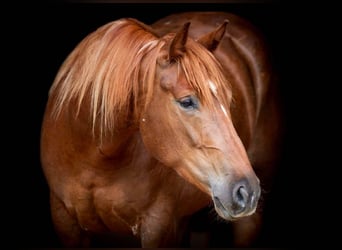 American Quarter Horse, Wallach, 3 Jahre, 150 cm, Rotfuchs
