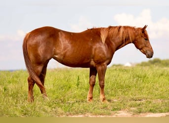 American Quarter Horse, Wallach, 3 Jahre, 150 cm, Rotfuchs