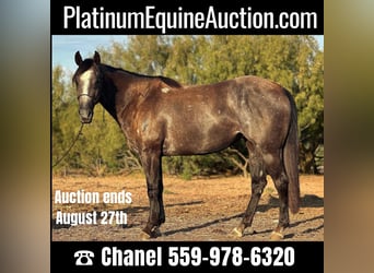 American Quarter Horse, Wallach, 3 Jahre, 150 cm, Schimmel