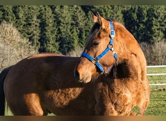 American Quarter Horse, Wallach, 3 Jahre, 150 cm
