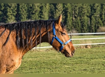 American Quarter Horse, Wallach, 3 Jahre, 150 cm