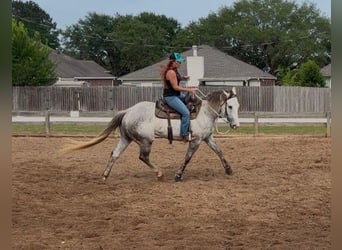 American Quarter Horse, Wallach, 3 Jahre, 151 cm, Schimmel