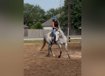 American Quarter Horse, Wallach, 3 Jahre, 151 cm, Schimmel