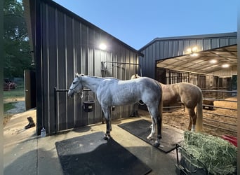 American Quarter Horse, Wallach, 3 Jahre, 151 cm, Schimmel