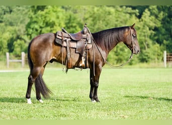 American Quarter Horse, Wallach, 3 Jahre, 152 cm, Brauner