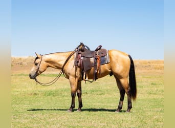 American Quarter Horse, Wallach, 3 Jahre, 152 cm, Buckskin