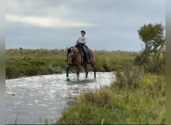 American Quarter Horse, Wallach, 3 Jahre, 152 cm, Buckskin