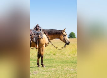 American Quarter Horse, Wallach, 3 Jahre, 152 cm, Buckskin