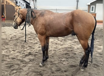 American Quarter Horse, Wallach, 3 Jahre, 152 cm, Buckskin