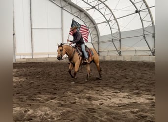 American Quarter Horse, Wallach, 3 Jahre, 152 cm, Buckskin