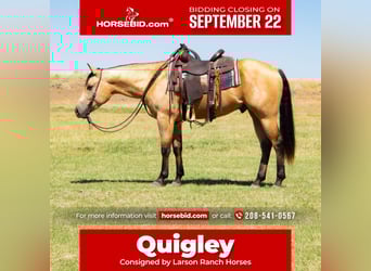 American Quarter Horse, Wallach, 3 Jahre, 152 cm, Buckskin