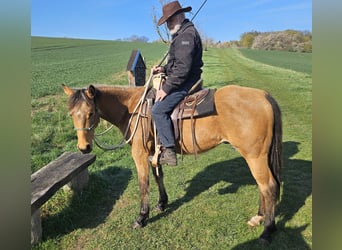 American Quarter Horse, Wallach, 3 Jahre, 152 cm, Buckskin