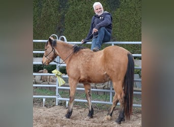 American Quarter Horse, Wallach, 3 Jahre, 152 cm, Buckskin