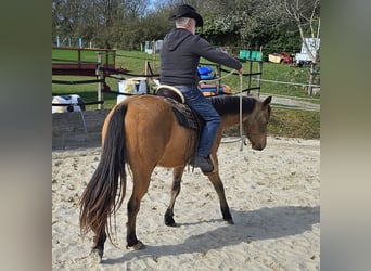 American Quarter Horse, Wallach, 3 Jahre, 152 cm, Buckskin