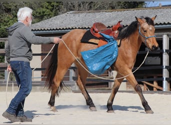 American Quarter Horse, Wallach, 3 Jahre, 152 cm, Buckskin