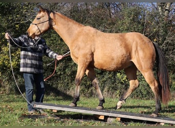 American Quarter Horse, Wallach, 3 Jahre, 152 cm, Buckskin