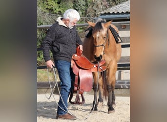 American Quarter Horse, Wallach, 3 Jahre, 152 cm, Buckskin