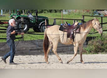 American Quarter Horse, Wallach, 3 Jahre, 152 cm, Champagne
