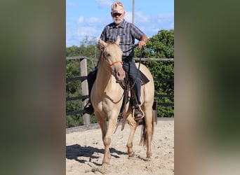 American Quarter Horse, Wallach, 3 Jahre, 152 cm, Champagne