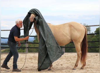 American Quarter Horse, Wallach, 3 Jahre, 152 cm, Champagne
