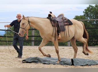 American Quarter Horse, Wallach, 3 Jahre, 152 cm, Champagne