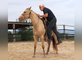 American Quarter Horse, Wallach, 3 Jahre, 152 cm, Champagne