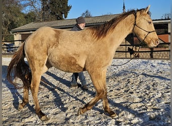 American Quarter Horse, Wallach, 3 Jahre, 152 cm, Champagne