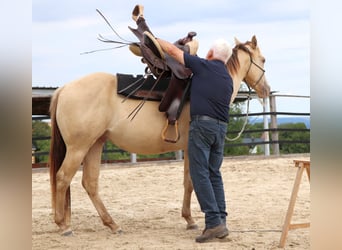 American Quarter Horse, Wallach, 3 Jahre, 152 cm, Champagne