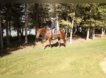 American Quarter Horse, Wallach, 3 Jahre, 152 cm, Dunkelfuchs
