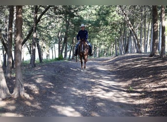 American Quarter Horse, Wallach, 3 Jahre, 152 cm, Dunkelfuchs