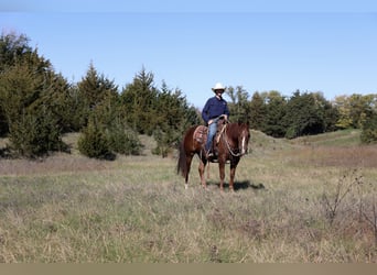 American Quarter Horse, Wallach, 3 Jahre, 152 cm, Dunkelfuchs