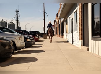American Quarter Horse, Wallach, 3 Jahre, 152 cm, Dunkelfuchs