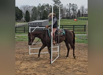 American Quarter Horse, Wallach, 3 Jahre, 152 cm, Dunkelfuchs