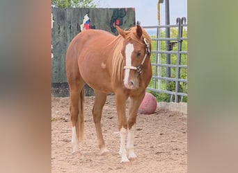 American Quarter Horse, Wallach, 3 Jahre, 152 cm, Fuchs