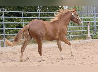 American Quarter Horse, Wallach, 3 Jahre, 152 cm, Fuchs