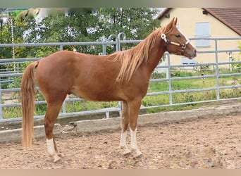 American Quarter Horse, Wallach, 3 Jahre, 152 cm, Fuchs