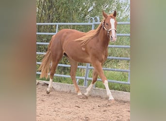 American Quarter Horse, Wallach, 3 Jahre, 152 cm, Fuchs