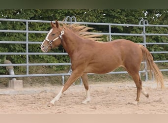 American Quarter Horse, Wallach, 3 Jahre, 152 cm, Fuchs