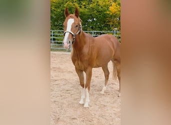 American Quarter Horse, Wallach, 3 Jahre, 152 cm, Fuchs