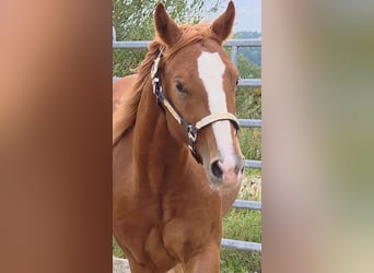 American Quarter Horse, Wallach, 3 Jahre, 152 cm, Fuchs