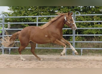 American Quarter Horse, Wallach, 3 Jahre, 152 cm, Fuchs