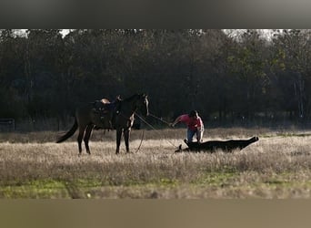 American Quarter Horse, Wallach, 3 Jahre, 152 cm, Grullo