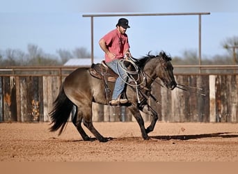 American Quarter Horse, Wallach, 3 Jahre, 152 cm, Grullo